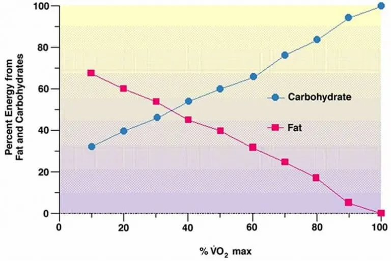 carbohydrate fat oxidation respiratory exchange ratio