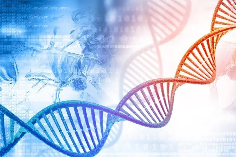 DNA and genetic obesity link