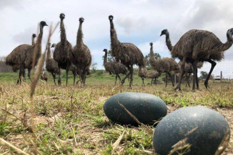 emu eggs nutrition