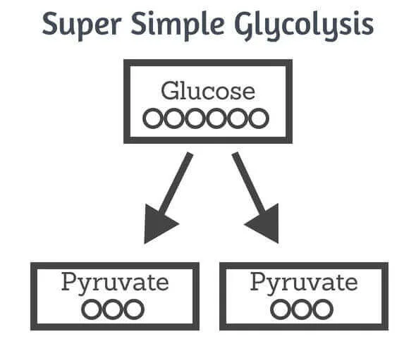 glycolysis
