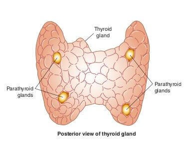 thyroid and parathyroid glands