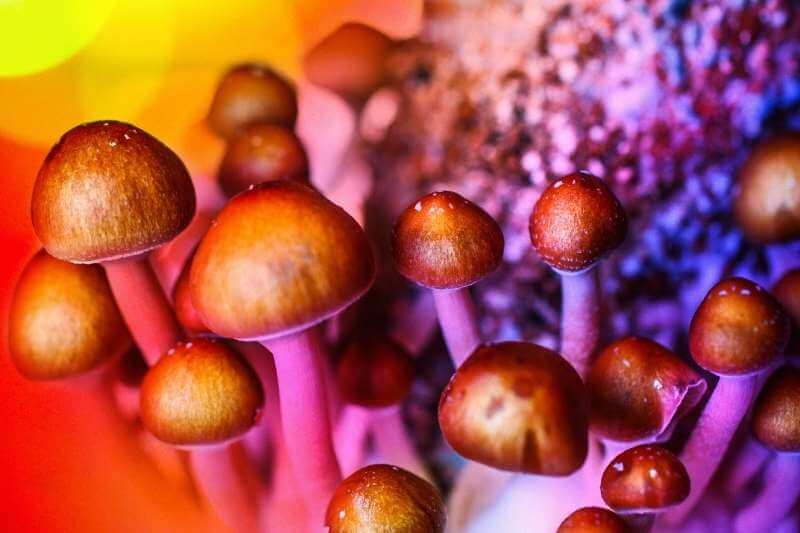 Does Psilocybin Cause Heart Valve Damage? A Review of the Research